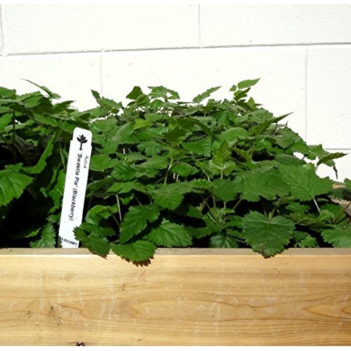 BlackBerry PlantsSweetie-Pie Price Includes Four 4 Plants