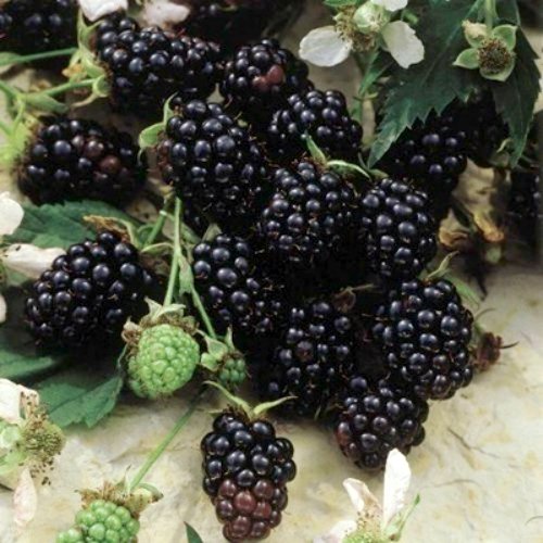 BlackBerry PlantsSweetie-Pie Price Includes Four 4 Plants