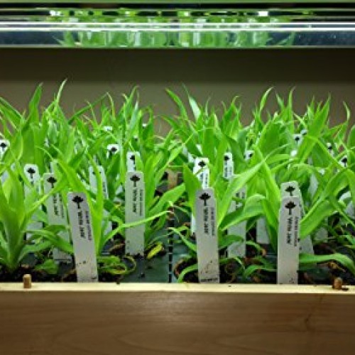 Pineapple PlantsWhite Jade Includes Four 4 Plants