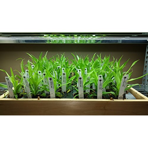 Pineapple PlantsWhite Jade Includes Four 4 Plants