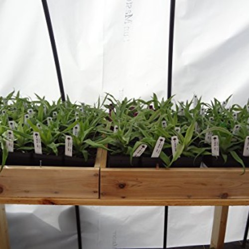 Pineapple PlantsWhite Jade Includes Four 4 Plants