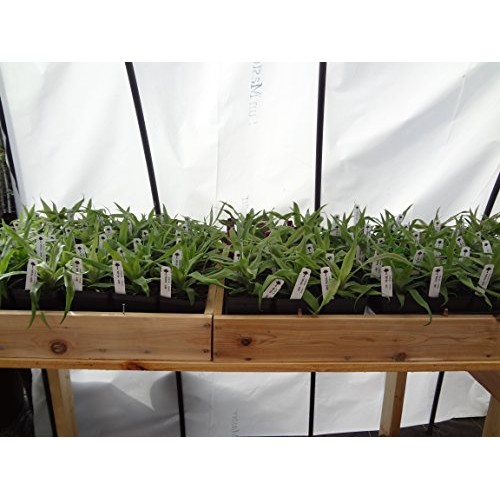 Pineapple PlantsWhite Jade Includes Four 4 Plants