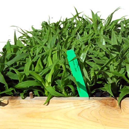 Pineapple PlantsWhite Jade Includes Four 4 Plants