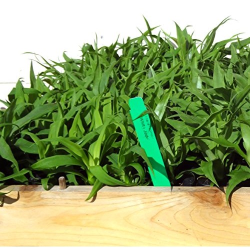 Pineapple PlantsWhite Jade Includes Four 4 Plants