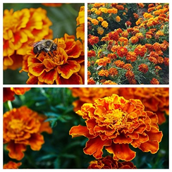 Marigold Seeds - French Sparky Mix - Heirloom Flower Garden Protec...