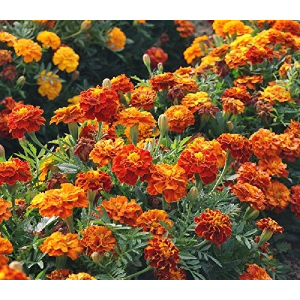 Marigold Seeds - French Sparky Mix - Heirloom Flower Garden Protec...