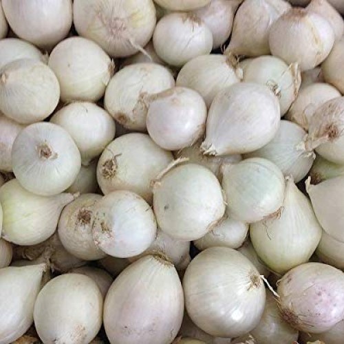Ziva Paperwhite Narcissus - 5 Bulbs - 15/16 cm Bulbs - Indoor/Very...