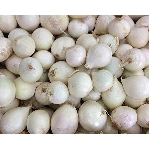 Ziva Paperwhite Narcissus - 5 Bulbs - 15/16 cm Bulbs - Indoor/Very...