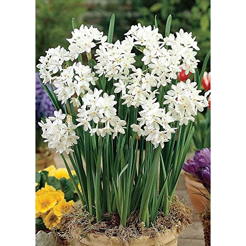 Ziva Paperwhite Narcissus - 5 Bulbs - 15/16 cm Bulbs - Indoor/Very...