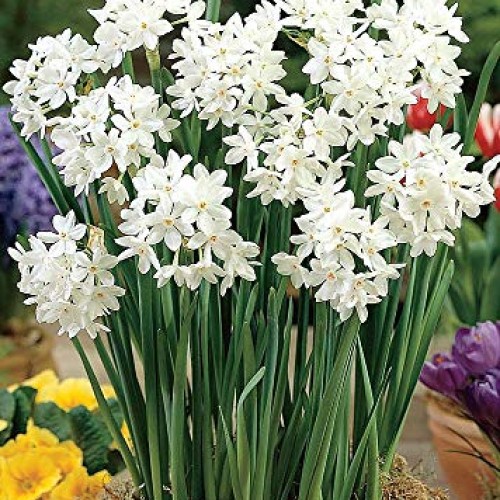 Ziva Paperwhite Narcissus - 5 Bulbs - 15/16 cm Bulbs - Indoor/Very...