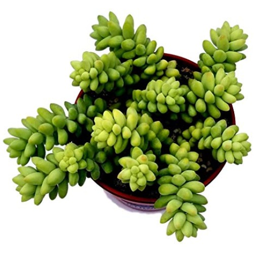 Burrito Burros Tail - 3 Pot - Easy to grow - Sedum burrito