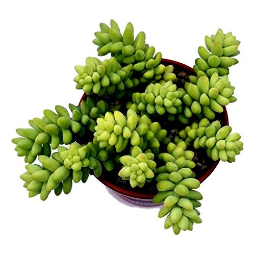 Burrito Burros Tail - 3 Pot - Easy to grow - Sedum burrito