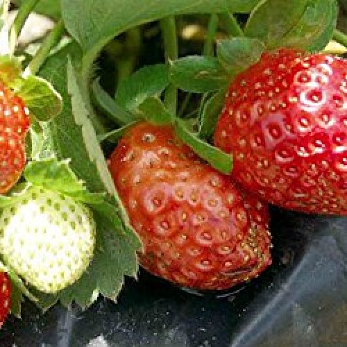 Seascape Everbearing Strawberry 10 Bare Root Plants - BEST FLAVOR