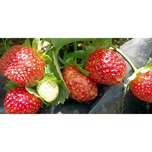 Seascape Everbearing Strawberry 10 Bare Root Plants - BEST FLAVOR