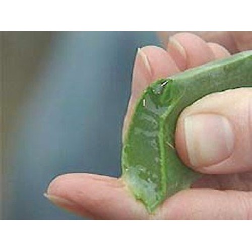 Aloe Vera - Medicine Plant - Burn Plant-Miracle Plant-Natural Heal...