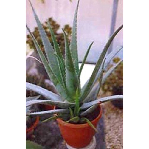 Aloe Vera - Medicine Plant - Burn Plant-Miracle Plant-Natural Heal...