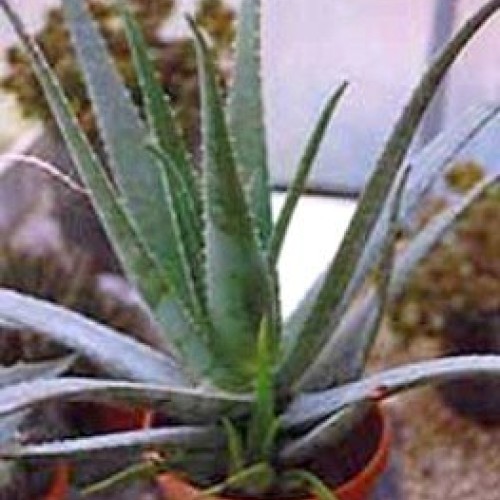 Aloe Vera - Medicine Plant - Burn Plant-Miracle Plant-Natural Heal...