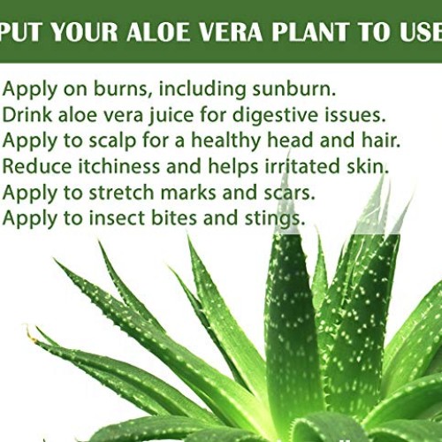 Aloe Vera - Medicine Plant - Burn Plant-Miracle Plant-Natural Heal...