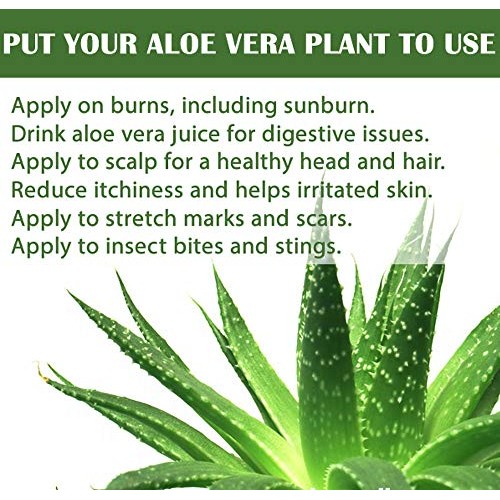Aloe Vera - Medicine Plant - Burn Plant-Miracle Plant-Natural Heal...