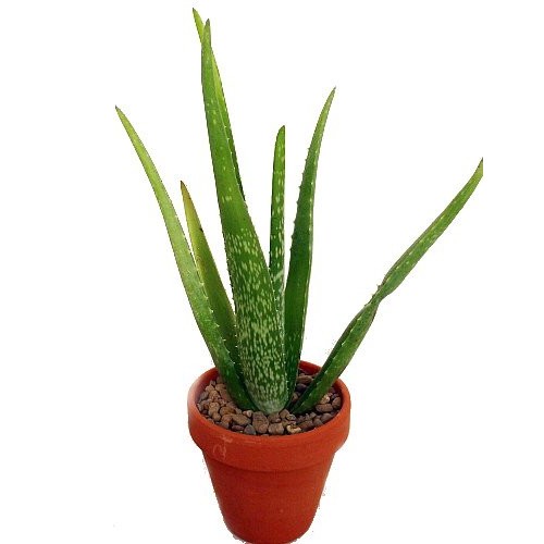 Aloe Vera - Medicine Plant - Burn Plant-Miracle Plant-Natural Heal...