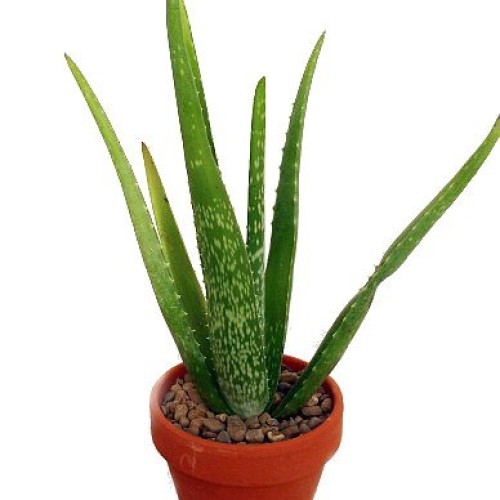 Aloe Vera - Medicine Plant - Burn Plant-Miracle Plant-Natural Heal...