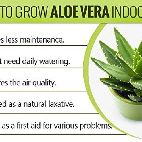 Aloe Vera - Medicine Plant - Burn Plant-Miracle Plant-Natural Heal...