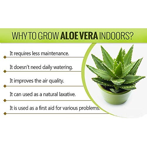 Aloe Vera - Medicine Plant - Burn Plant-Miracle Plant-Natural Heal...