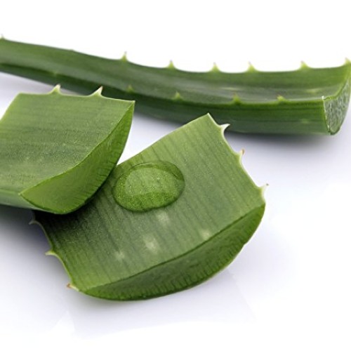 Aloe Vera - Medicine Plant - Burn Plant-Miracle Plant-Natural Heal...