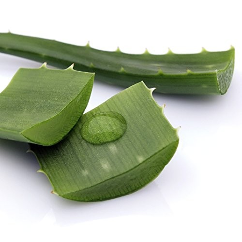 Aloe Vera - Medicine Plant - Burn Plant-Miracle Plant-Natural Heal...