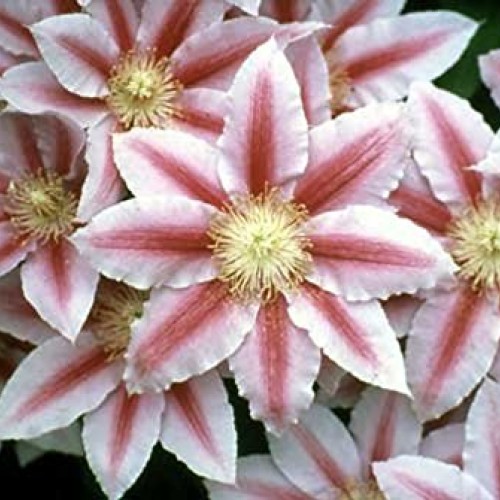 Bees Jubilee Clematis Vine - Pink & Red Blooms - 2.5 Pot