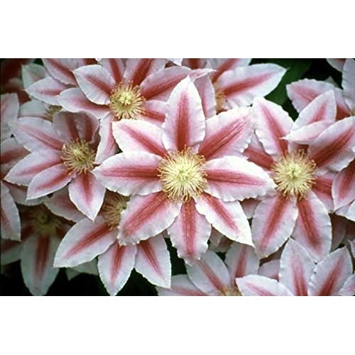 Bees Jubilee Clematis Vine - Pink & Red Blooms - 2.5 Pot
