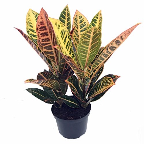 Colorful Croton - 6 Pot - Croton petra - Easy to Grow House Plant