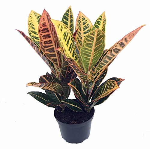 Colorful Croton - 6 Pot - Croton petra - Easy to Grow House Plant