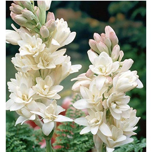 Double Pearl Tuberose 2 Bulbs - FRAGRANT - Polianthus tuberosa - I...