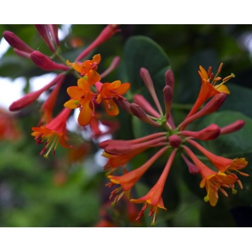 Dropmore Scarlet Honeysuckle Vine - Lonicera - 2.5 Pot