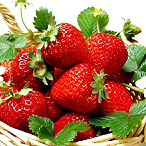 Everbearing Ozark Beauty Strawberry Plants 12 Bare Root Plants - T...