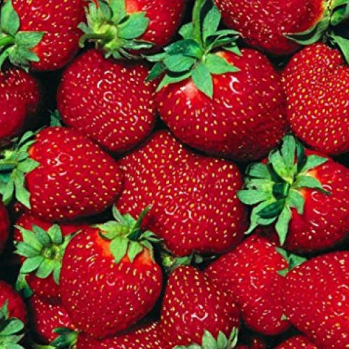 Fort Laramie Everbearing Strawberry 25 Bare Root Plants - Hardiest...