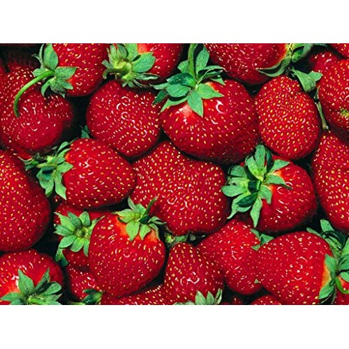 Fort Laramie Everbearing Strawberry 25 Bare Root Plants - Hardiest...