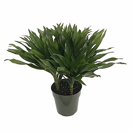 Green Jewel Madagascar Dragon Tree - Dracaena- 6 Pot - Easy to Gr...