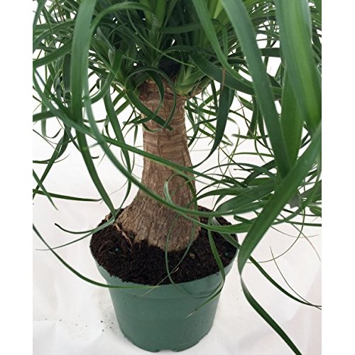 Guatemalan Red Ponytail Palm - Beaucarnea - 6 Pot - Easy to Grow ...