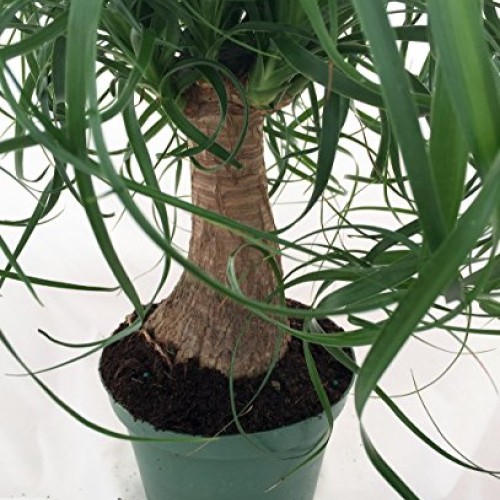 Guatemalan Red Ponytail Palm - Beaucarnea - 6 Pot - Easy to Grow ...