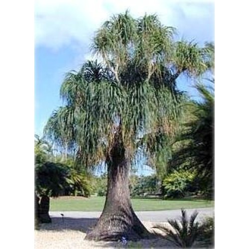 Guatemalan Red Ponytail Palm - Beaucarnea - 6 Pot - Easy to Grow ...