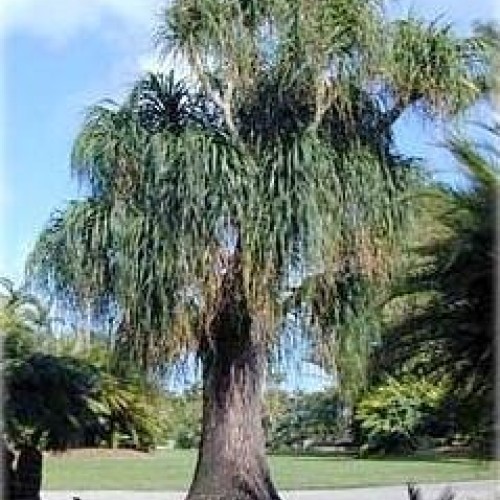 Guatemalan Red Ponytail Palm - Beaucarnea - 6 Pot - Easy to Grow ...