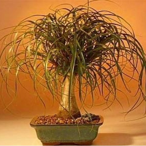 Guatemalan Red Ponytail Palm - Beaucarnea - 6 Pot - Easy to Grow ...