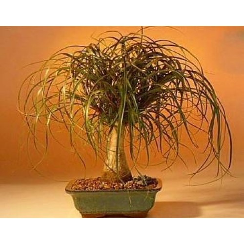 Guatemalan Red Ponytail Palm - Beaucarnea - 6 Pot - Easy to Grow ...
