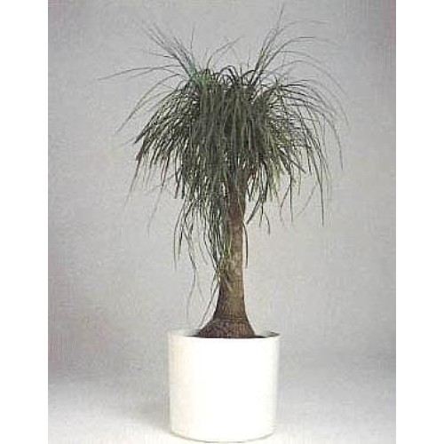 Guatemalan Red Ponytail Palm - Beaucarnea - 6 Pot - Easy to Grow ...