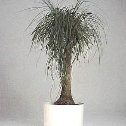 Guatemalan Red Ponytail Palm - Beaucarnea - 6 Pot - Easy to Grow ...