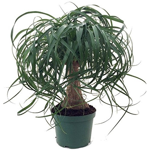 Guatemalan Red Ponytail Palm - Beaucarnea - 6 Pot - Easy to Grow ...