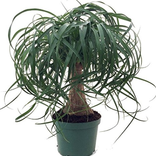 Guatemalan Red Ponytail Palm - Beaucarnea - 6 Pot - Easy to Grow ...