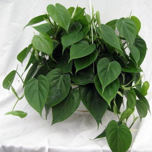 Heart Leaf Philodendron - Easiest House Plant to Grow - 4 Pot - L...